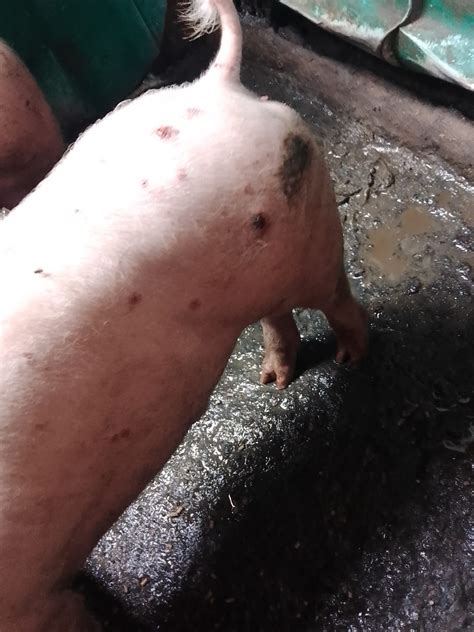 halamang gamot sa baboy|African Swine Fever .